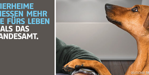6 Welpen suchen ein Zuhause
