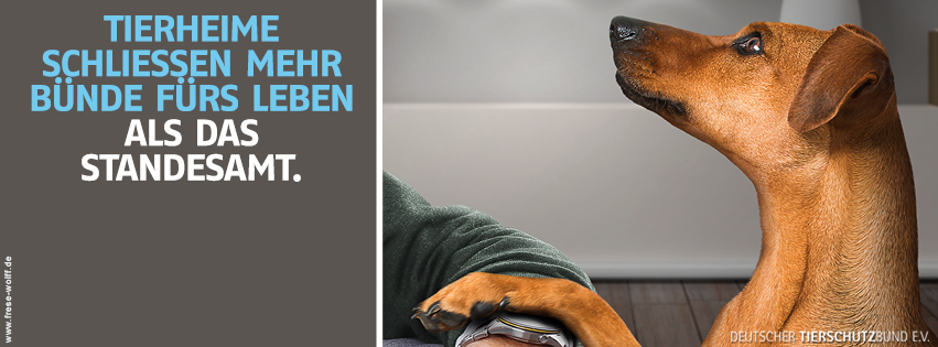 6 Welpen suchen ein Zuhause