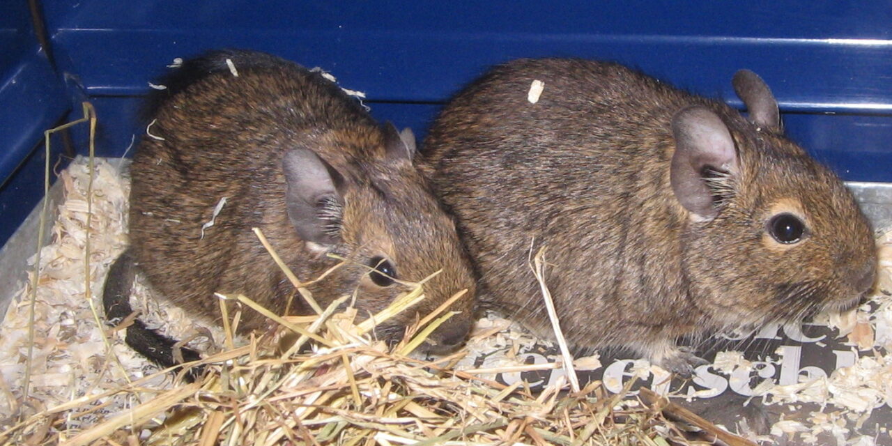 Degus suchen gutes Zuhause