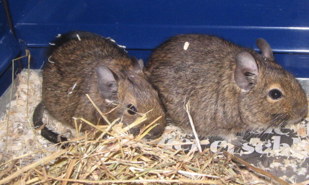 Degus suchen gutes Zuhause