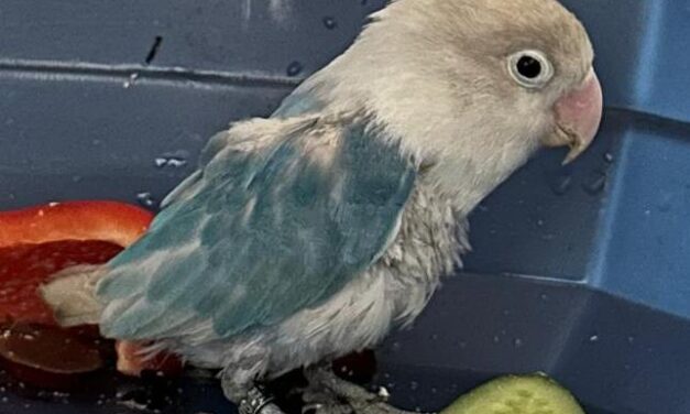 Tweety