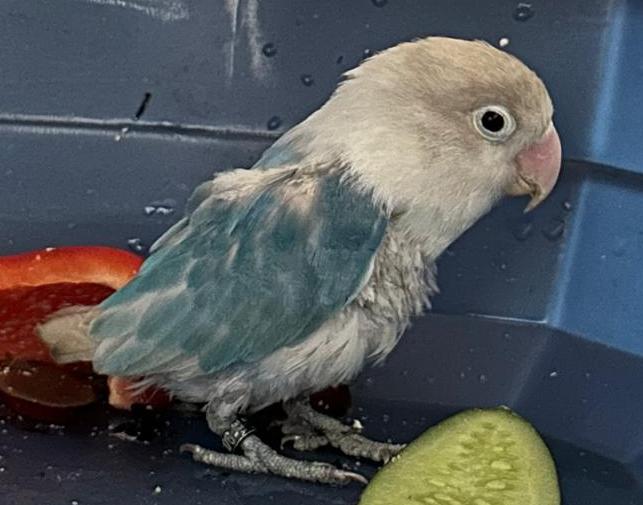 Tweety