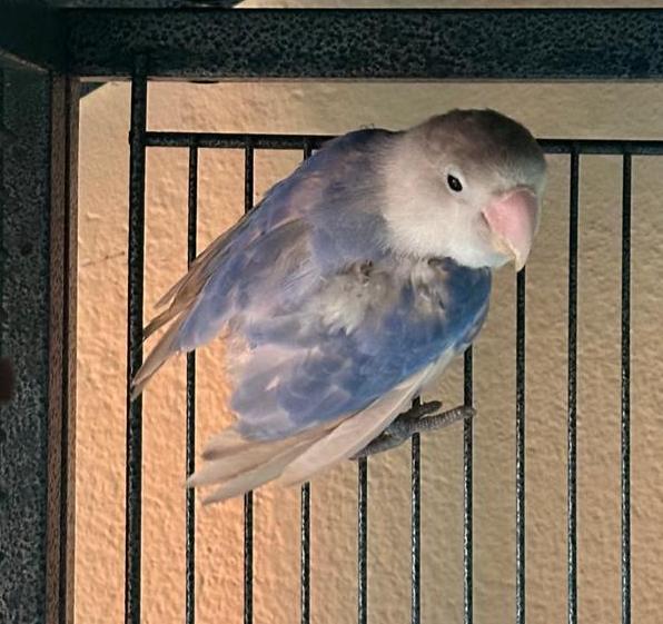 Tweety1