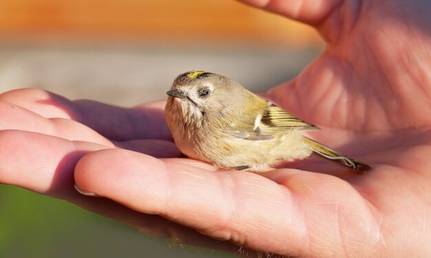 Jungvogel gefunden?