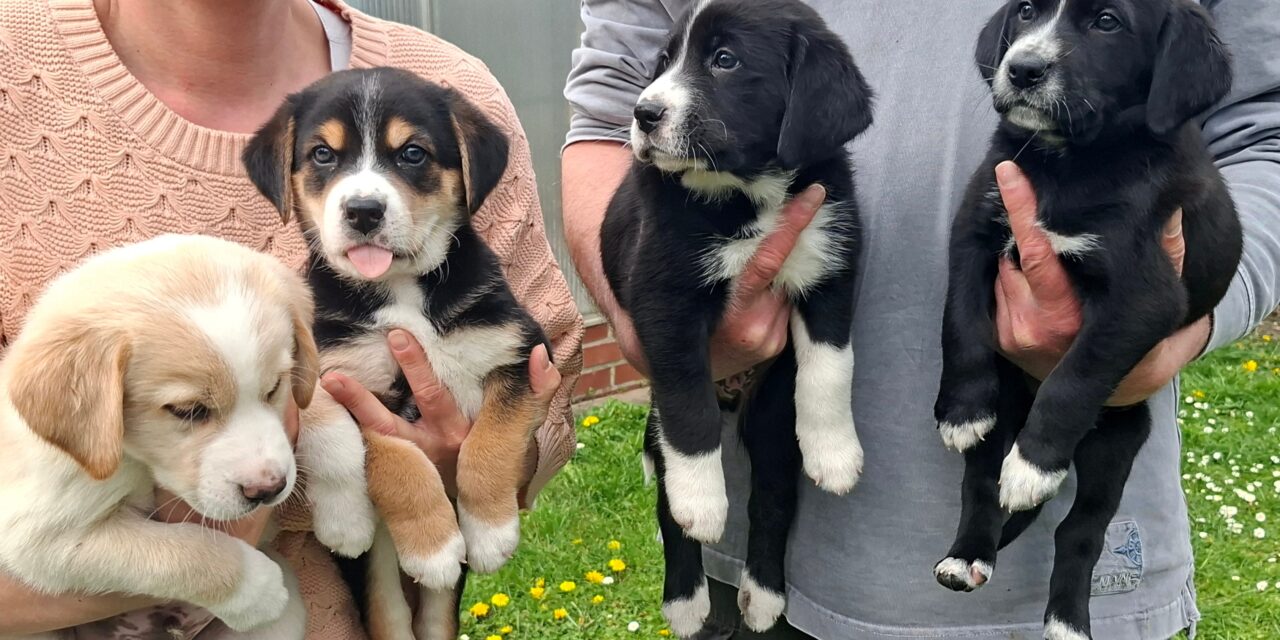 Welpen abzugeben (werden groß)