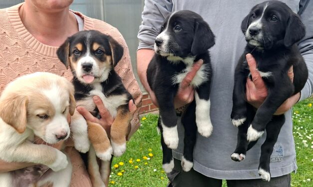 Welpen abzugeben (werden groß)