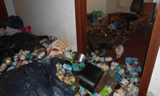 Horror-Wohnung mit 33 Katzen