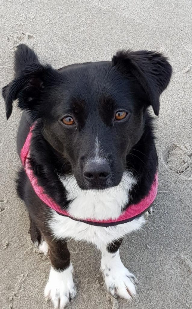 Alexie Tierheim Soest