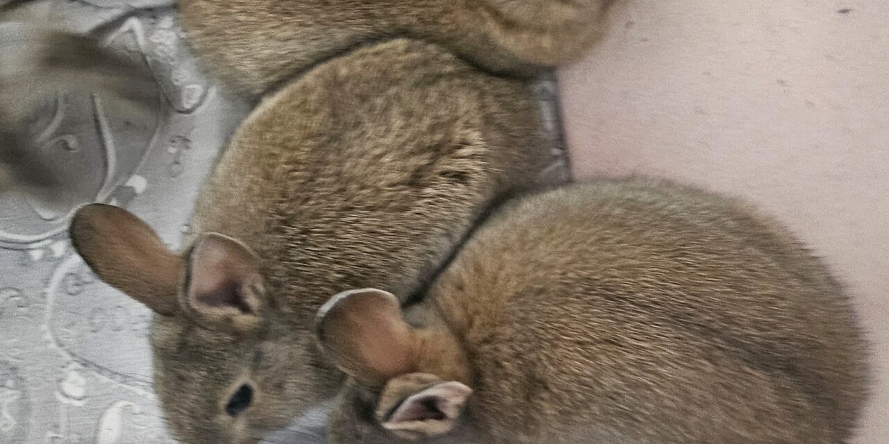 Baby-Kaninchen abzugeben