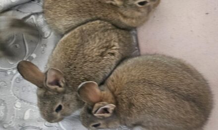 Baby-Kaninchen abzugeben