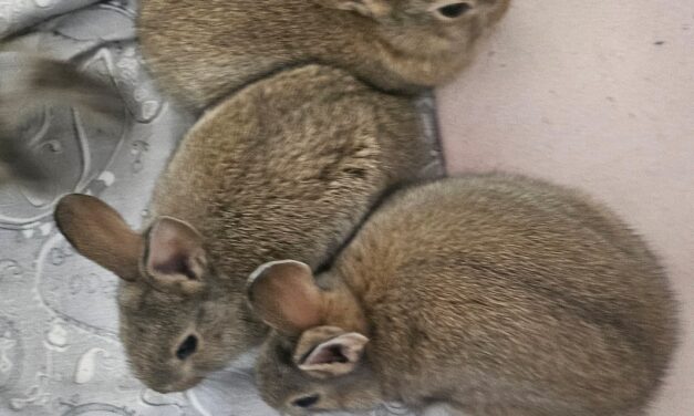 Baby-Kaninchen abzugeben