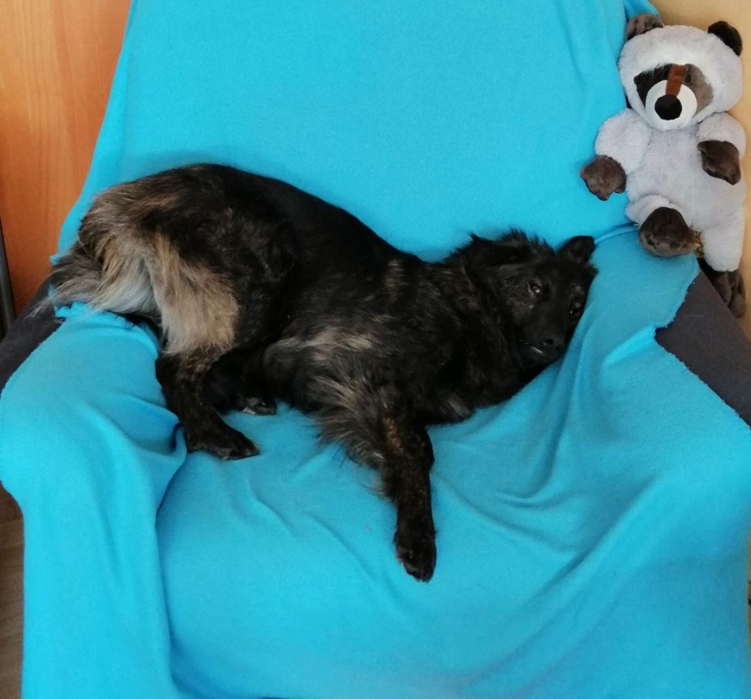 à Qui Appartient Barny Chien Scène De Ménage