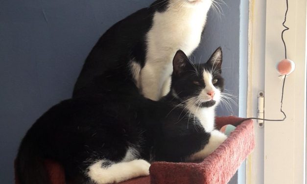 Bobby und Bolle