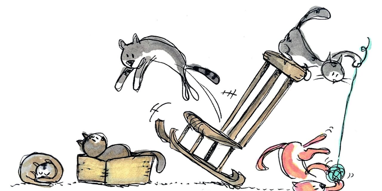 Viele Katzen suchen ein Zuhause