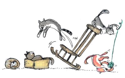 Viele Katzen suchen ein Zuhause