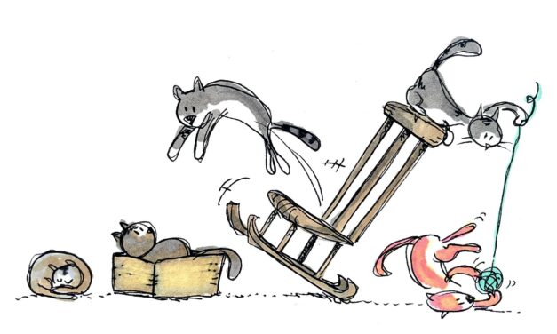 Viele Katzen suchen ein Zuhause