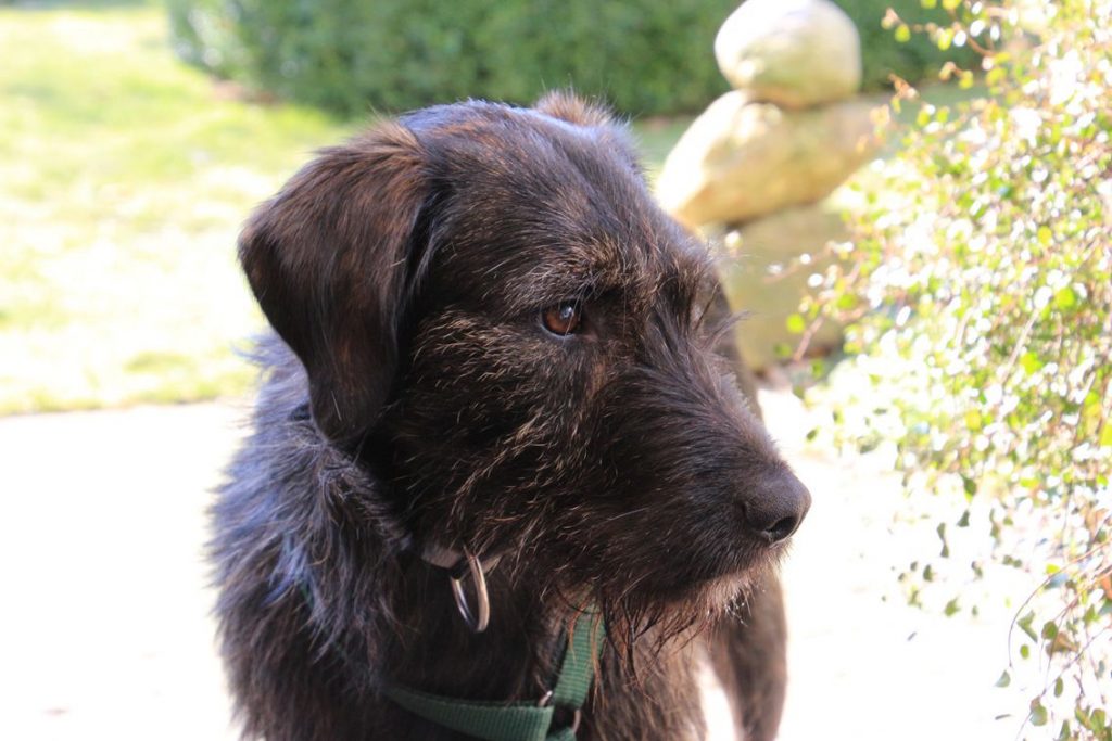 tierheim soest hunde