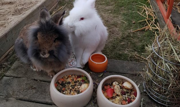 Flausch und Eiszapfen