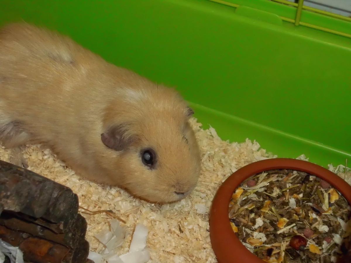 Fritjof