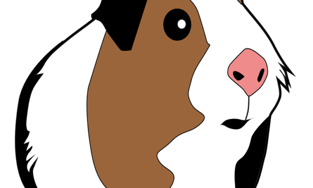 Sammy, Elias und Leo