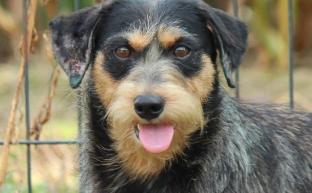 Hunde Tierheim Soest