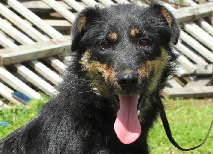 Startseite Tierheim Soest