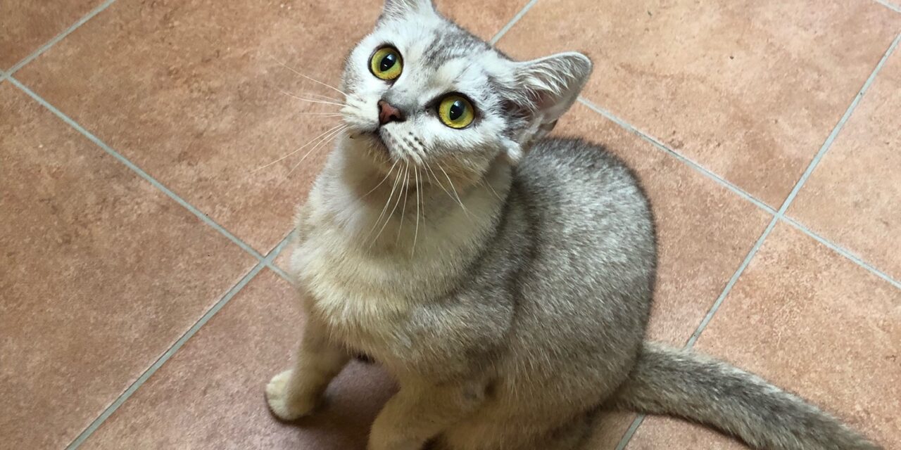 Amira