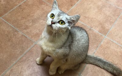 Amira