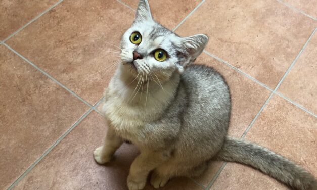 Amira