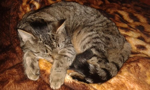 Fritzi und Fritzchen