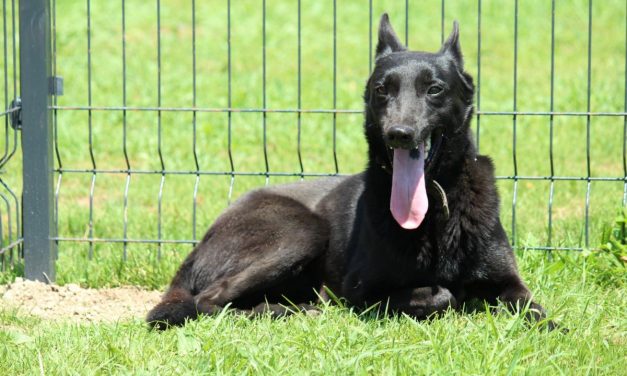 Hunde Tierheim Soest