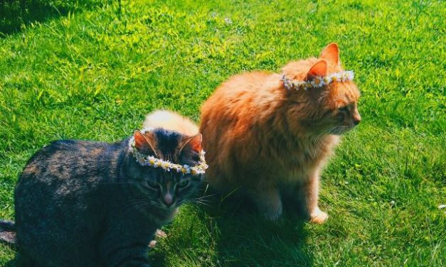 Romeo & Julia