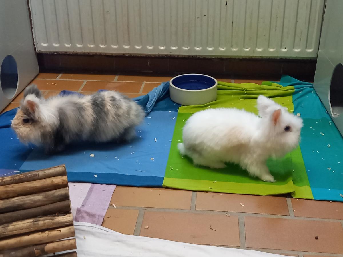 kaninchen
