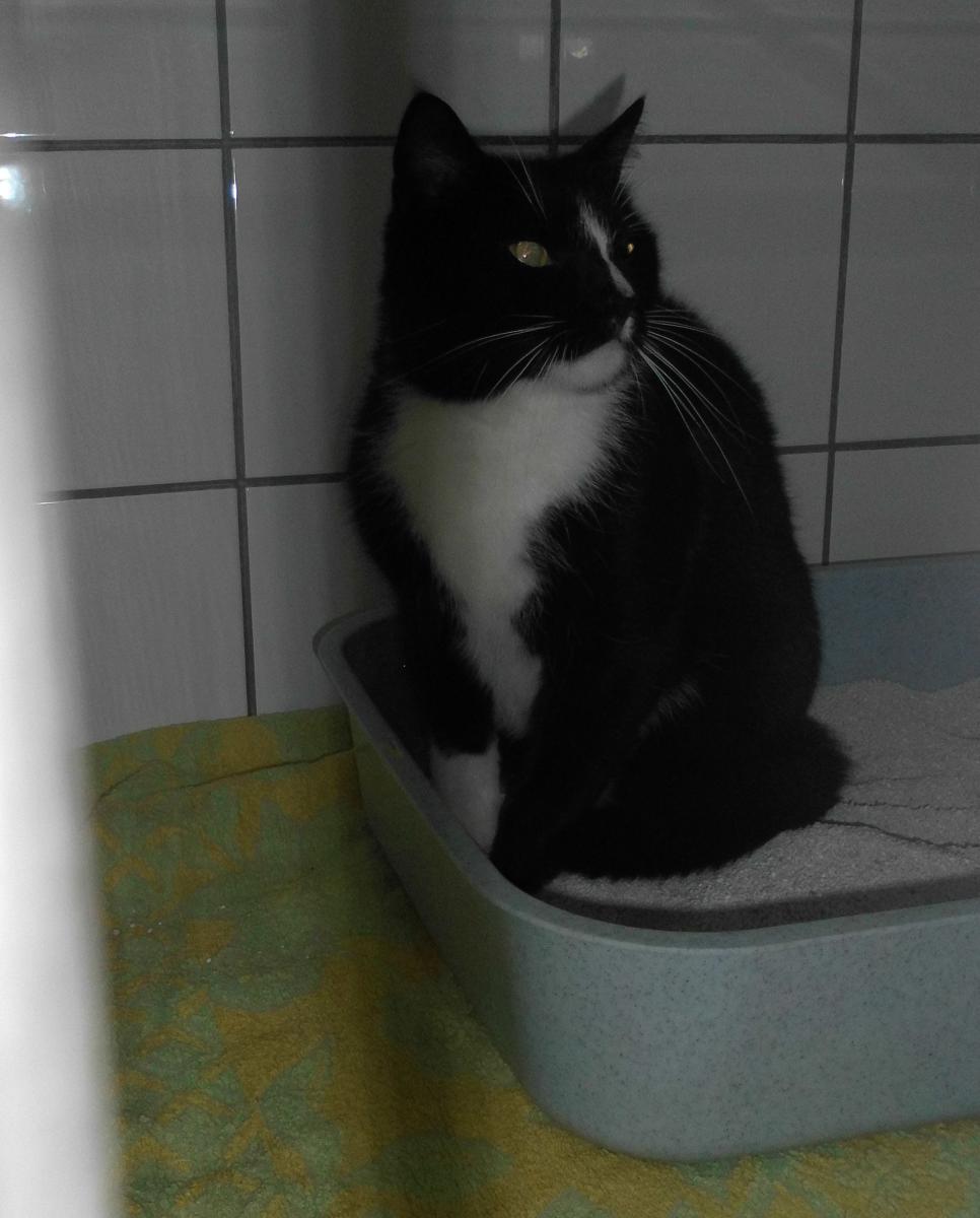 Kater Fridolin1