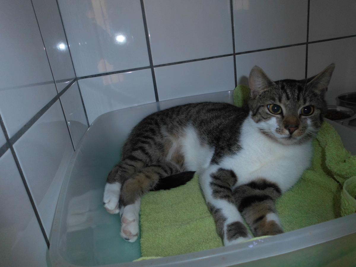 Kater Peter2