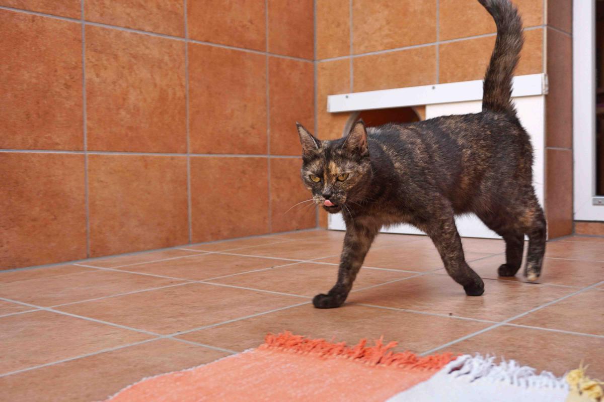 Katze Maggie_1