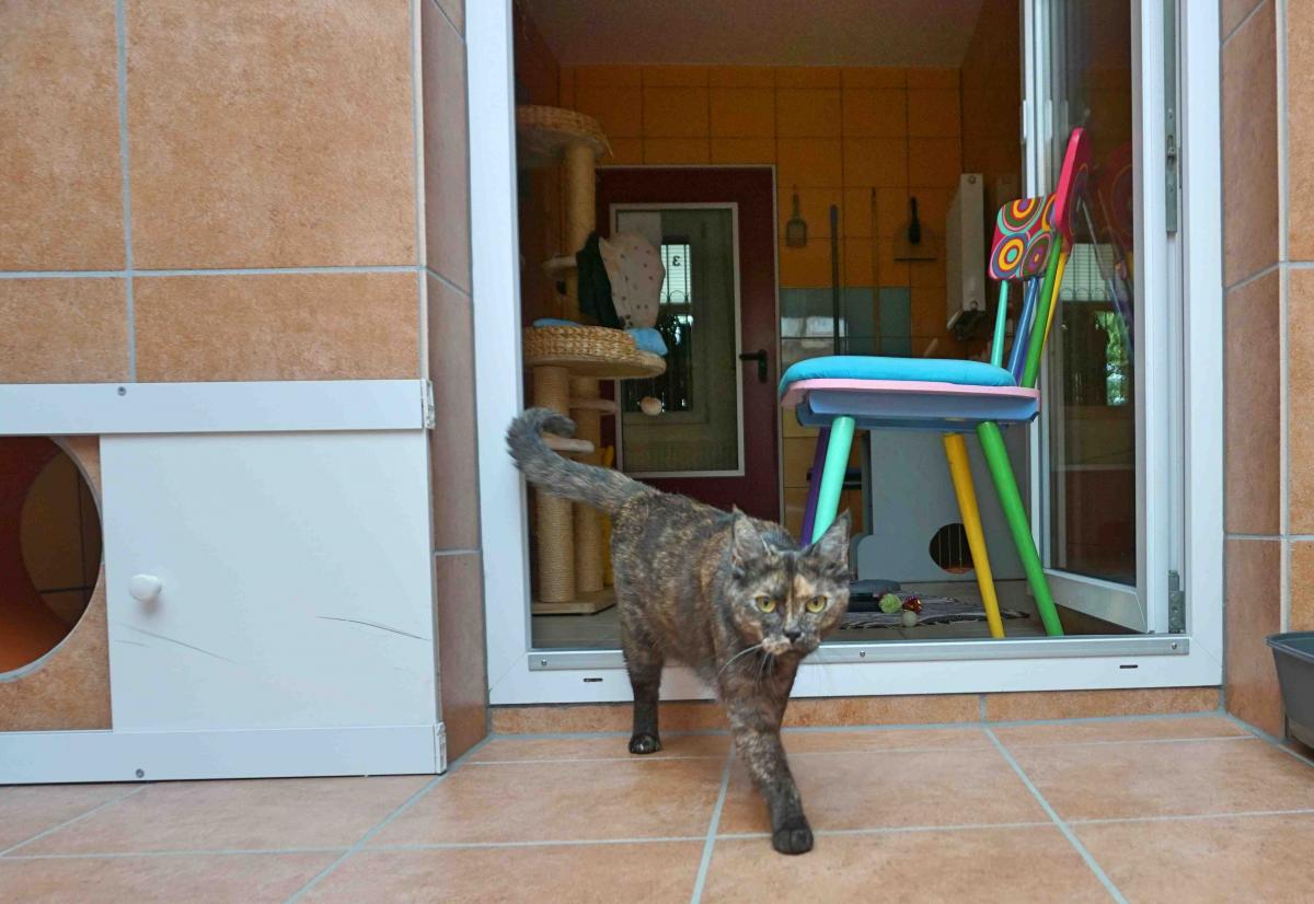 Katze Maggy_1