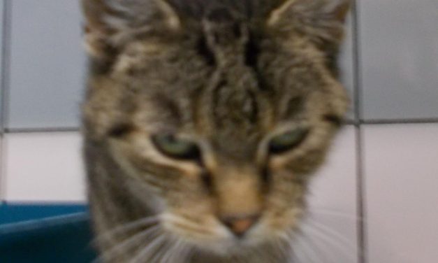 Katzen Tierheim Soest