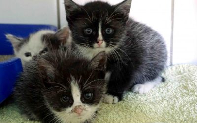 Katzenkinder suchen liebevolle Menschen