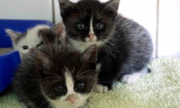 Katzenkinder suchen liebevolle Menschen