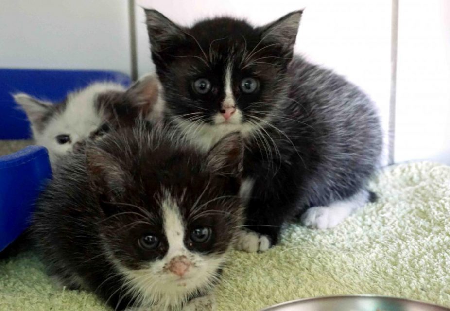 Katzenkinder suchen liebevolle Menschen
