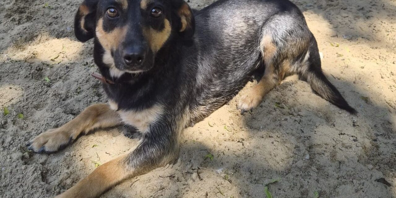 Lilli