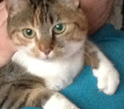 Manja