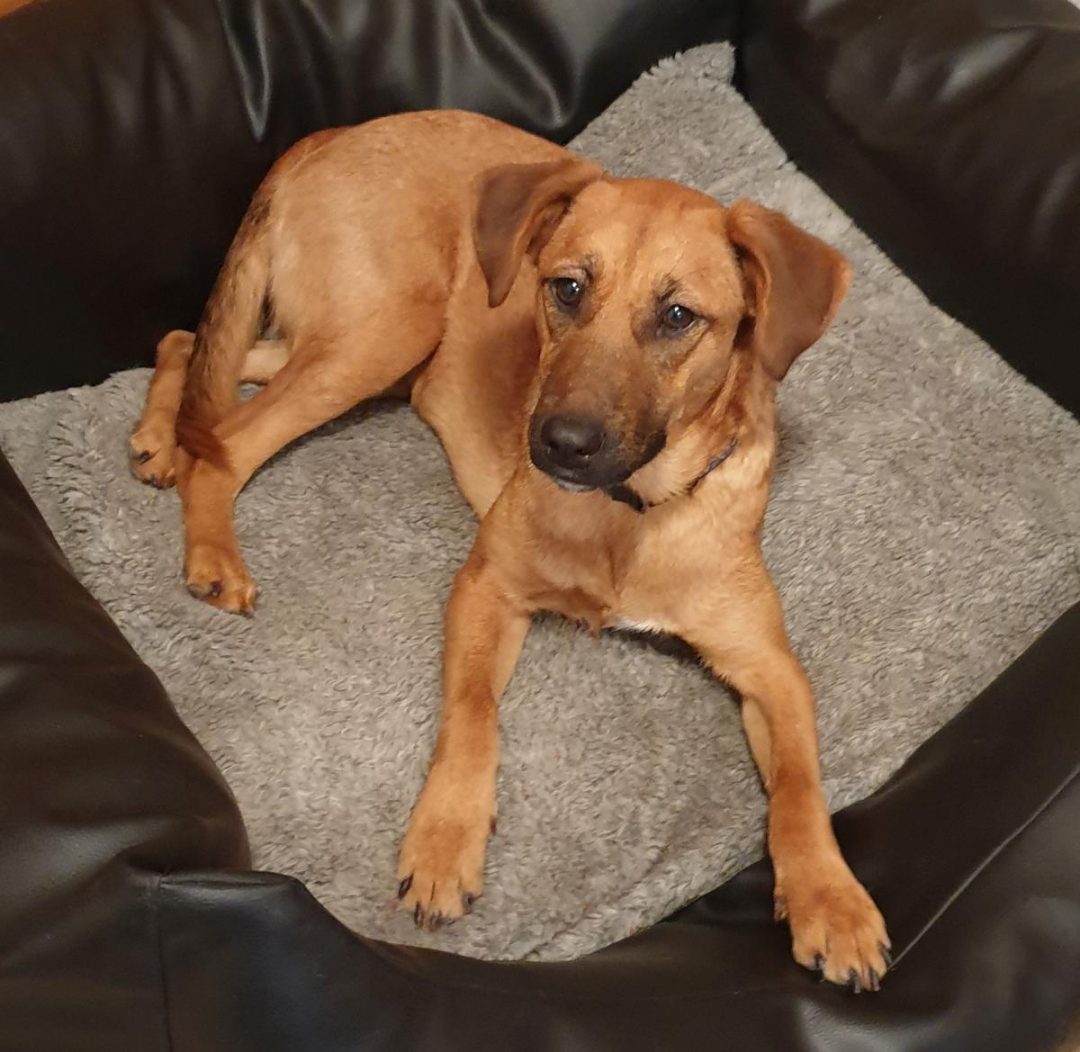 Mindy Tierheim Soest