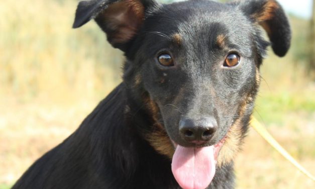 Hunde Tierheim Soest