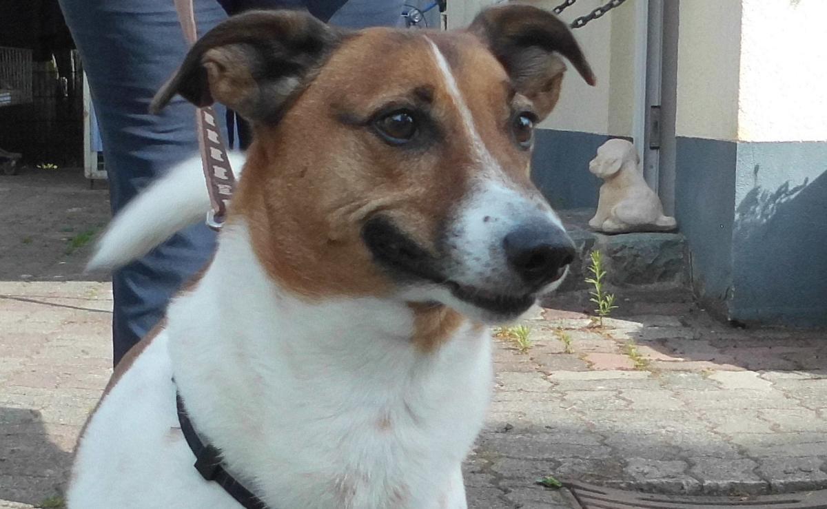 Hunde Tierheim Soest