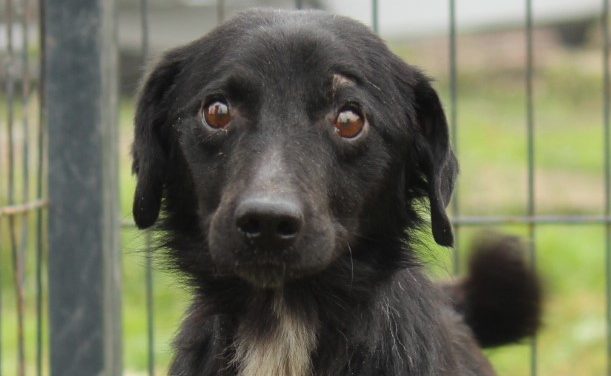 Hunde Tierheim Soest