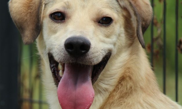 Hunde Tierheim Soest