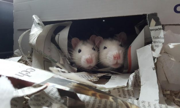 Farbratten im Glück