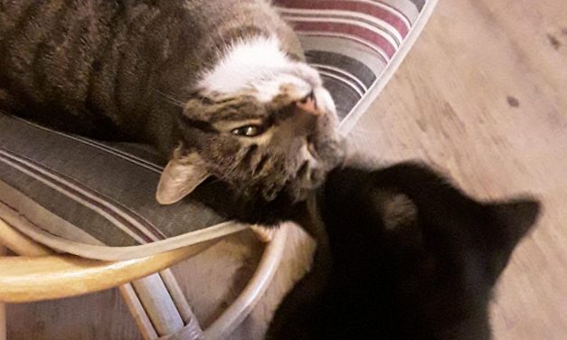 Tom und Mimi